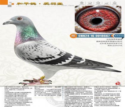 �������4λ��������˫���ۺϹھ�