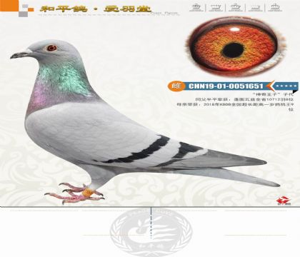 ��ŵ����ˡ��ٰ��������ƽ����ӡ�ֱ��Ů�����������ӡ�Ů��