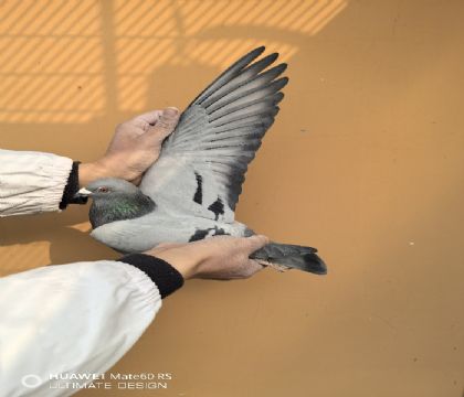 �°���ƥ��ֱ�ӡ��°���ƥ�˰��ã�������˹�������ؽ��׻�Ѫ