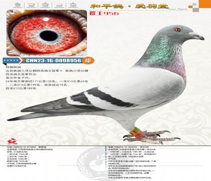 91-CHN2023-16-0098956