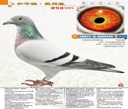 208-CHN2023-16-0099949