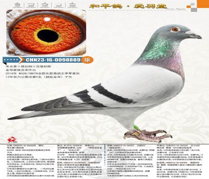 79-CHN2023-16-0098889