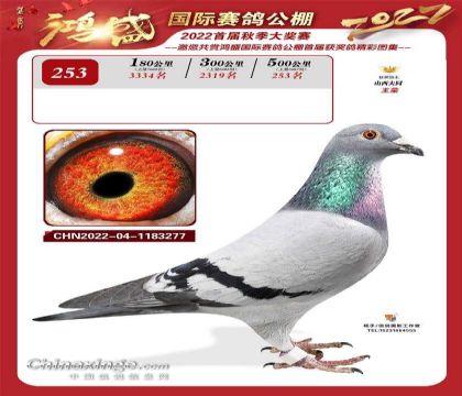 公棚决赛253大羽数