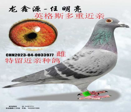 Ӣ��˹���ؽ���