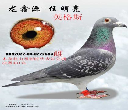 ɽ����ʱ�����깫�����481��Ӣ��˹