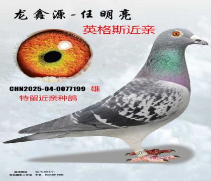 Ӣ��˹���ؽ���