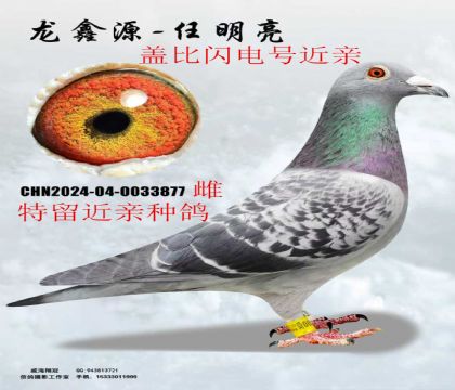 �Ǳ�����Ŷ��ؽ���