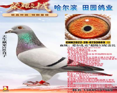 天生赢家530直子