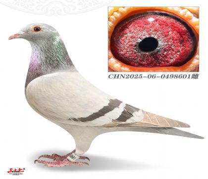 ��Ʒ���Ի�-�϶���X������