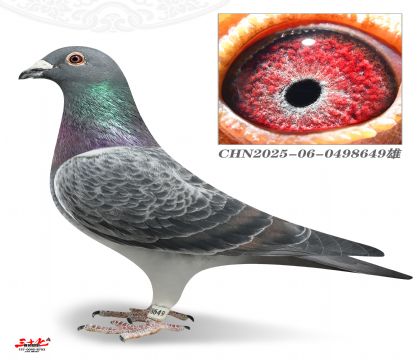 Ľ��������С���Ѫ