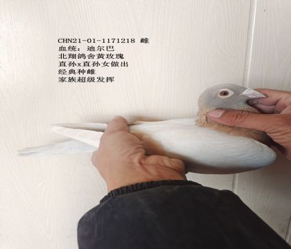 ��ɫ�϶���-��õ���Ѫ