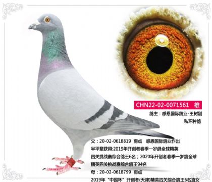 感恩国际鸽业-王树刚 私环种鸽561 雄