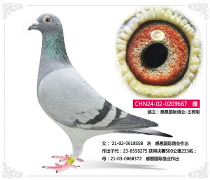 感恩国际鸽业-王树刚 667 雌