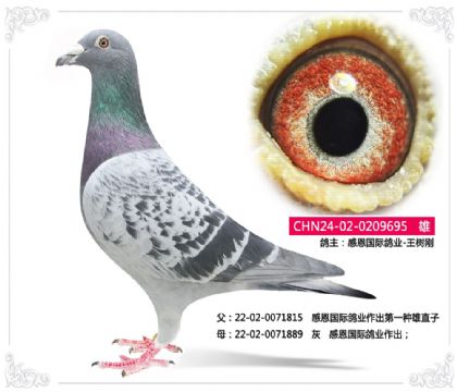 感恩国际鸽业-王树刚 695 雄