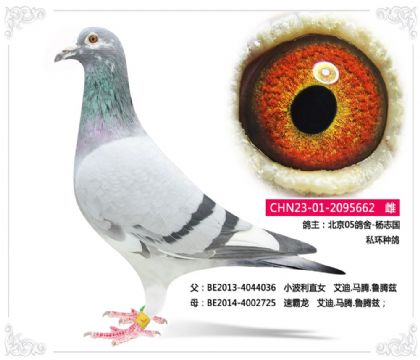 北京05鸽舍-杨志国 私环种鸽 662 雌