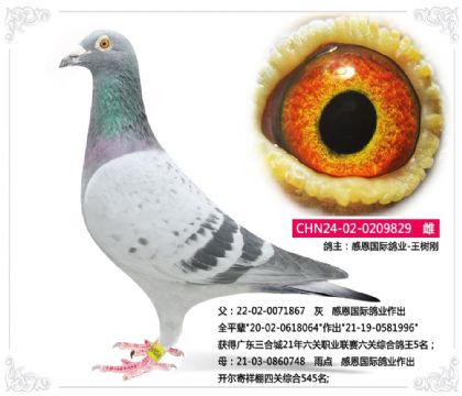 感恩国际鸽业-王树刚829 雌