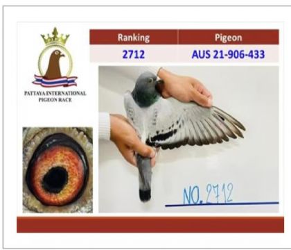 迈克尔.鲁多夫---芭提雅参赛鸽433 雌