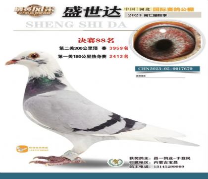 张家口盛世达国际赛鸽公棚500公里决赛88名 雌