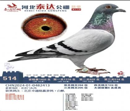 河北泰达赛鸽公棚530公里决赛514名 雄