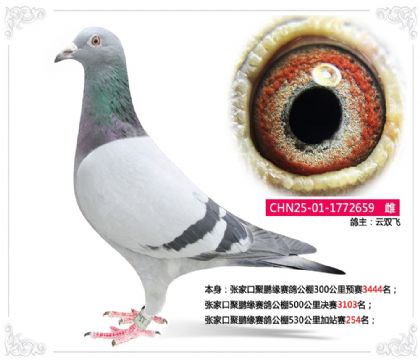 张家口聚鹏缘赛鸽公棚530公里加站赛254名 雌