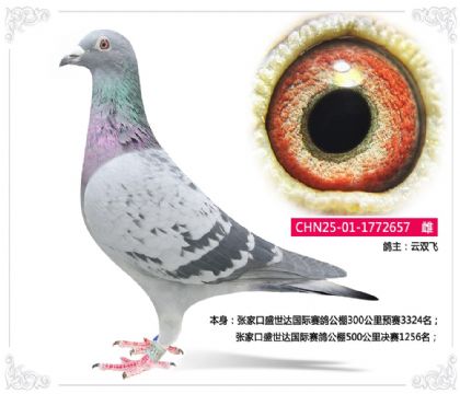 张家口盛世达国际赛鸽公棚500公里决赛1256名 雌