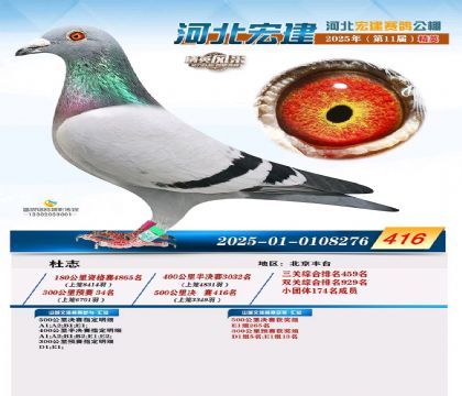 河北宏建赛鸽公棚500公里决赛416名 雄