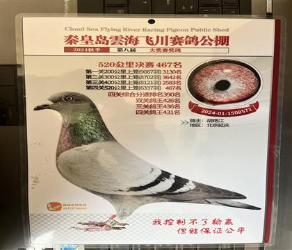 获奖照片随鸽发送