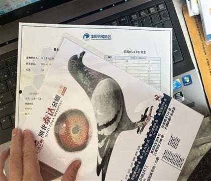 ����Ƭ��뷢��