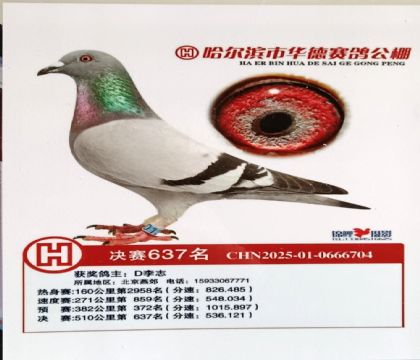 哈尔滨市华德赛鸽公棚510公里决赛637名 雌