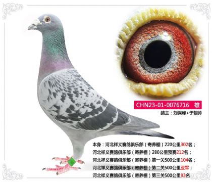 河北祥义赛鸽俱乐部(寄养棚)第二关500公里亚军 雄