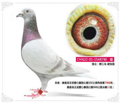 秦皇岛玉龙爱心赛鸽公棚500公里决赛15名 雄