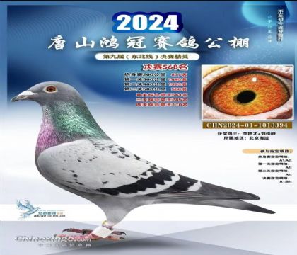唐山鸿冠国际赛鸽城500公里决赛568名 雌