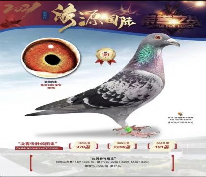 张家口海源国际赛鸽公棚(春棚)500公里决赛191名 雄