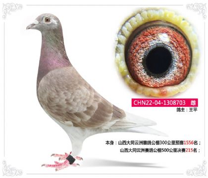 山西大同云洲赛鸽公棚500公里决赛215名 雌