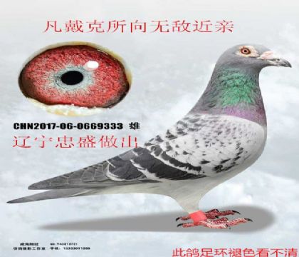 ������ʢ����������