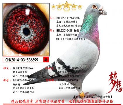 ɣ��ʿ��������699