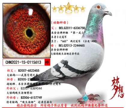 ɣ��ʿ����ѫ��ĸ613��