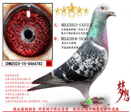 ɣ��ʿ��������743