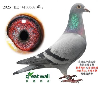 16.��ʱ��911��Ѫ.4108687