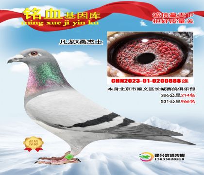 ����Xɣ��ʿ888