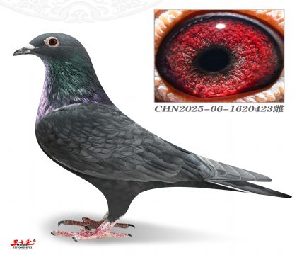 ����5000-423