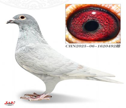 ����5000-492