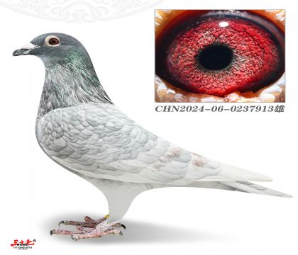 ����5000-913