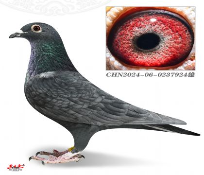 ����5000-924