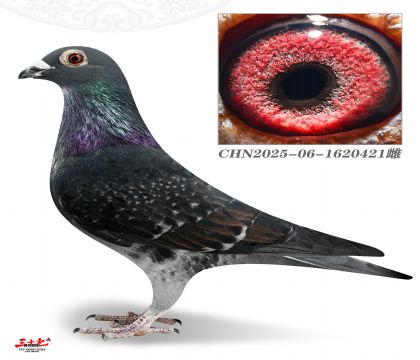 ��Ѫ����421