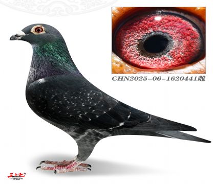 ��Ѫ����441