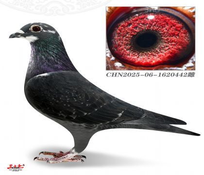 ��Ѫ����442