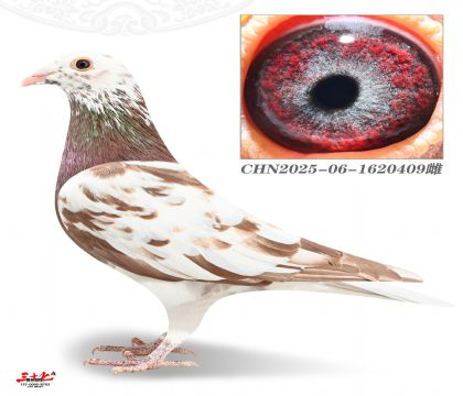 Ľ���ž�У��409