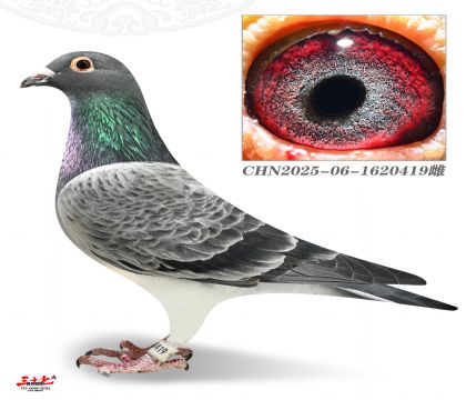 Ľ���ž�У��419