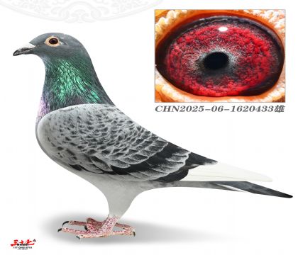 Ľ���ž�У��433